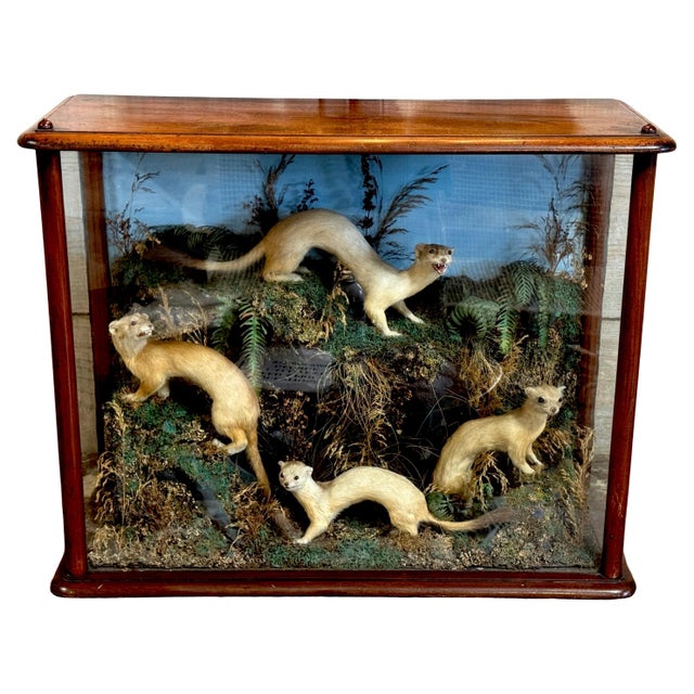 Victorian Taxidermy Diorama of Five Weasels in Diorama Case, circa 1880 For Sale - Image 4 of 18