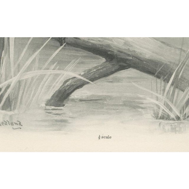 Early 20th Century After Lilian Medland, Night Heron, 1909, Print For Sale - Image 5 of 9