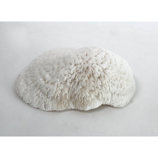 Late 20th Century Natural White Bowl Coral Specimen Coastal Home Decor For Sale - Image 5 of 6