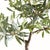 Realism Olive Tree Drop-In 40" For Sale - Image 3 of 6