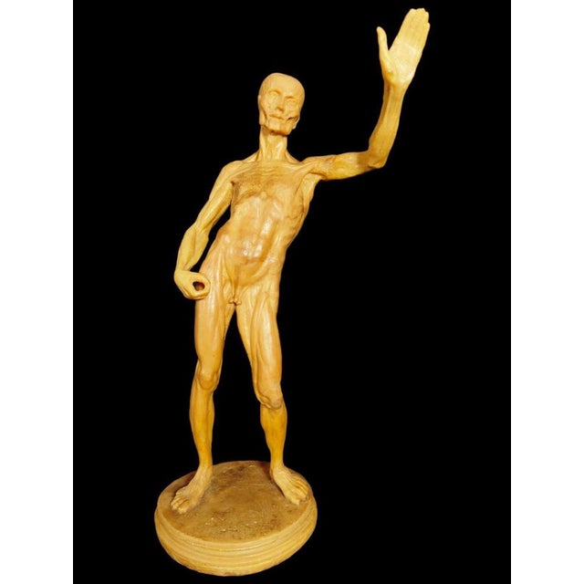 Baroque Anatomical Wax Model, 18th Century For Sale - Image 3 of 14