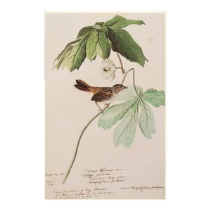 Swamp Sparrow After John J. Audubon, 1960s Cottage Print