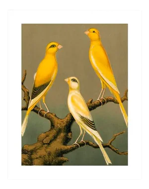 Reproduction of '3 Yellow Canaries' Archival Print