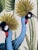 W24"*h48"/Panel, a Set of 2 Panels Vintage-Style Botanical Panels With Crowned Cranes on Cream Ground (No Frame) For Sale - Image 4 of 8
