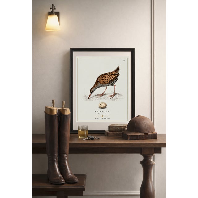 William Lewin 1789 Waterbirds Fine Art Gallery Board Print - The Water Rail For Sale - Image 12 of 14
