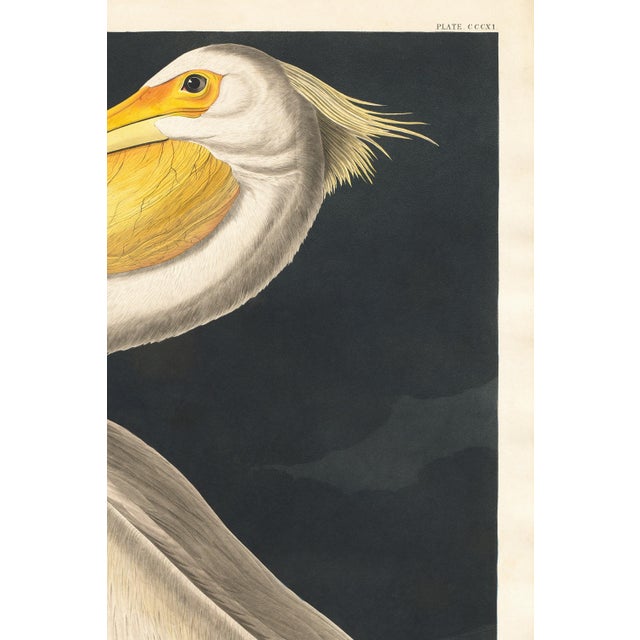 American American White Pelican (Audubon), Vintage Art Print Reproduction, 24″ × 36″ For Sale - Image 3 of 8
