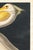 American American White Pelican (Audubon), Vintage Art Print Reproduction, 24″ × 36″ For Sale - Image 3 of 8
