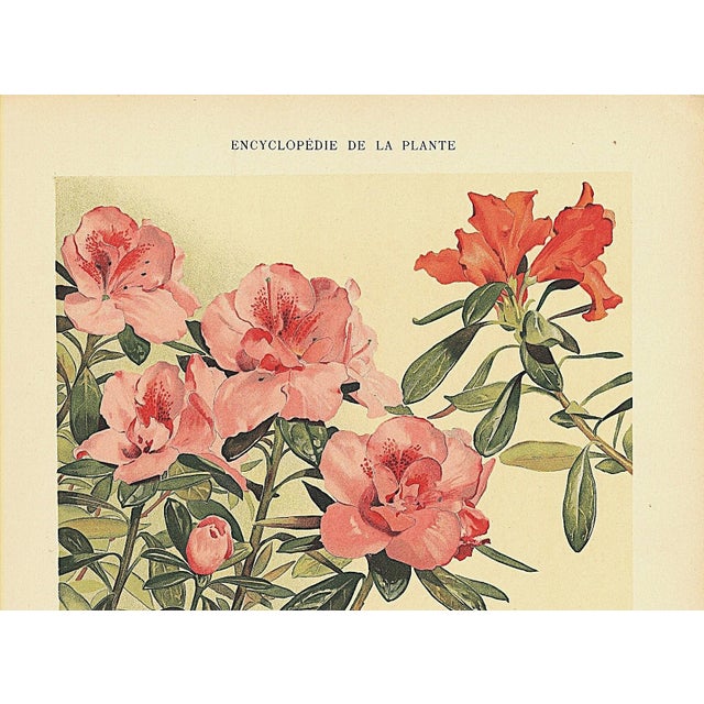 This is one of a small grouping of RARE antique 1903 French botanicals that we recently purchased. It showcases one of the...