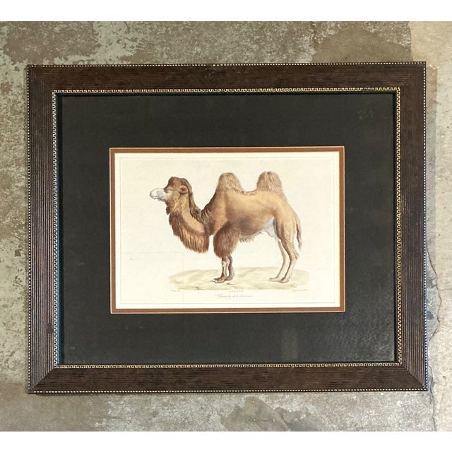 Coffee Vintage Framed Camel Print For Sale - Image 8 of 12