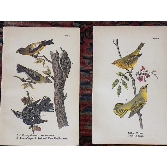 Late 19th Century Antique 19th Century American Bird Lithographs - Set of 12 For Sale - Image 5 of 8