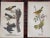Late 19th Century Antique 19th Century American Bird Lithographs - Set of 12 For Sale - Image 5 of 8