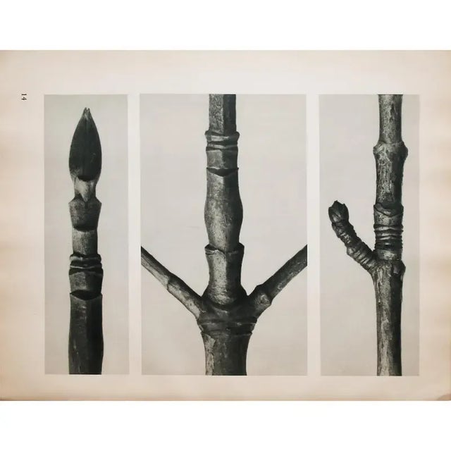 1935 Karl Blossfeldt Two-Sided Photogravure N13-14 For Sale In Dallas - Image 6 of 9