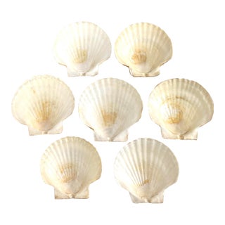 Vintage Natural Scallop Shell Appetizer Plates – Coastal Entertaining Seafood Serving Set (7) For Sale