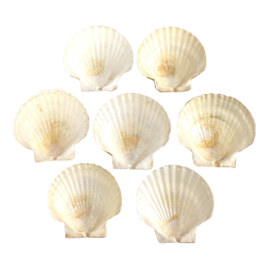 Vintage Natural Scallop Shell Appetizer Plates – Coastal Entertaining Seafood Serving Set (7)