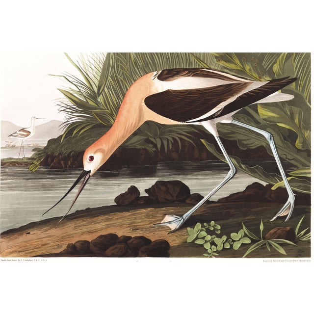 A striking study from John James Audubon's celebrated Birds of America collection, featuring the elegant American Avocet...