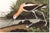 A striking study from John James Audubon's celebrated Birds of America collection, featuring the elegant American Avocet...
