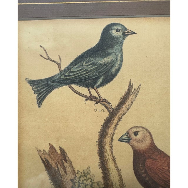 Original George Edwards Bird Print, Malacca Gros-Beack & Jacarini of Marggrave; Cooper Plate, Etching and Engraving, Hand Colored For Sale - Image 11 of 12