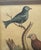 Original George Edwards Bird Print, Malacca Gros-Beack & Jacarini of Marggrave; Cooper Plate, Etching and Engraving, Hand Colored For Sale - Image 11 of 12