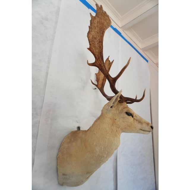 Leucistic Fallow Deer Head Bust Mount For Sale - Image 4 of 18