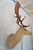 Leucistic Fallow Deer Head Bust Mount For Sale - Image 4 of 18