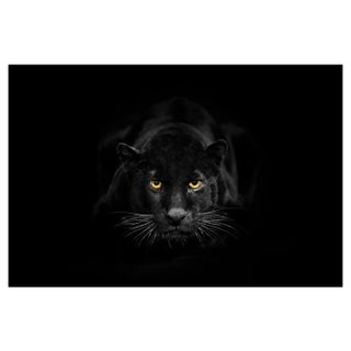 Black Leopard Is Looking to Camera by Ibrahim Suha Derbent, Photographic Paper For Sale