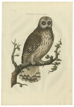 Sepp & Nozeman, Male Strix Owl, 1770, Paper