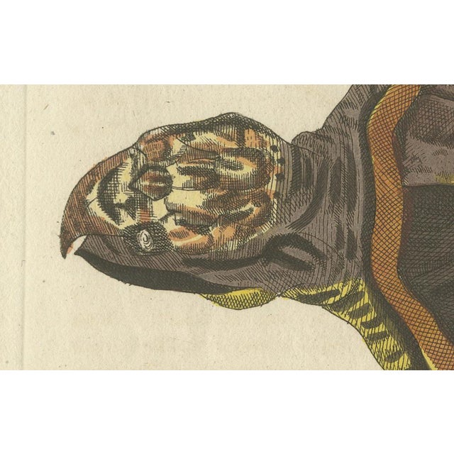 Late 18th Century Bertuch, Sea Turtle and Freshwater Turtle, 1790, Engraving For Sale - Image 5 of 9