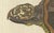 Late 18th Century Bertuch, Sea Turtle and Freshwater Turtle, 1790, Engraving For Sale - Image 5 of 9