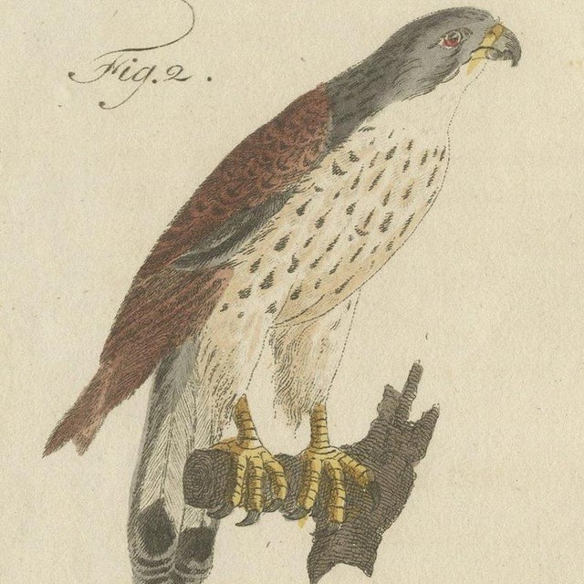 Bertuch, Falcons and Hawks Including the Peregrine, 1805, Print For Sale - Image 6 of 12