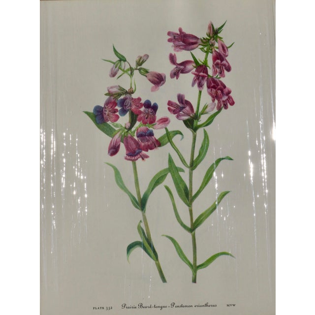 Set of 12 Vintage Botanical Prints Unframed For Sale - Image 13 of 14