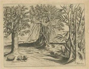 Botanical Marvels of India, 1601, Paper