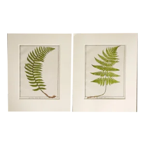 Antique 1885 English Chromolithograph Ferns - a Pair