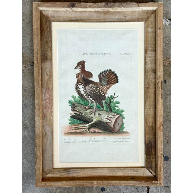 Coffee Rare 1749- 1776 Hand Colored Etching Pennsylvania Grouse by Michael Seligmann Ruffled Grouse For Sale - Image 8 of 8