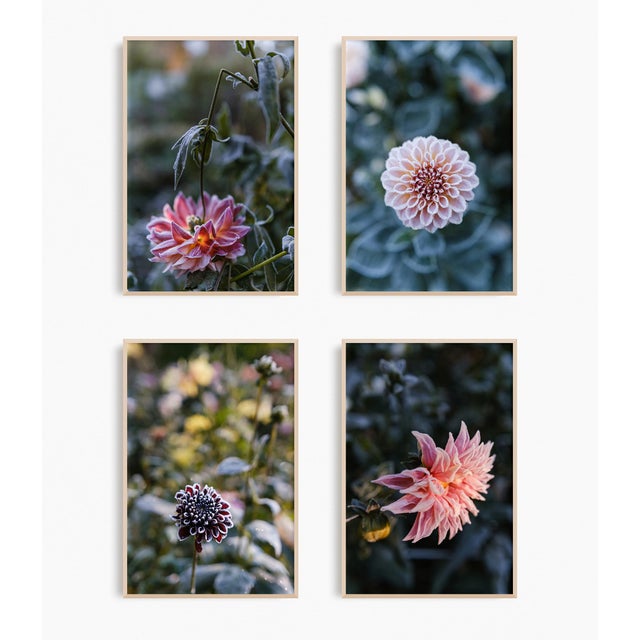 Pink 'First Frost / Final Bloom' Set of Botanical Photographs, Floral Art Series of Four 12 X 18" Fine Art Photography Prints For Sale - Image 8 of 8
