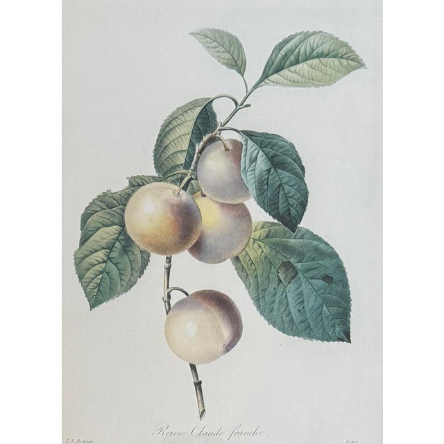 Wood Pair of Vintage Framed Botanical Fruit Prints by Pierre-Joseph Redoute For Sale - Image 7 of 12