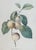 Wood Pair of Vintage Framed Botanical Fruit Prints by Pierre-Joseph Redoute For Sale - Image 7 of 12