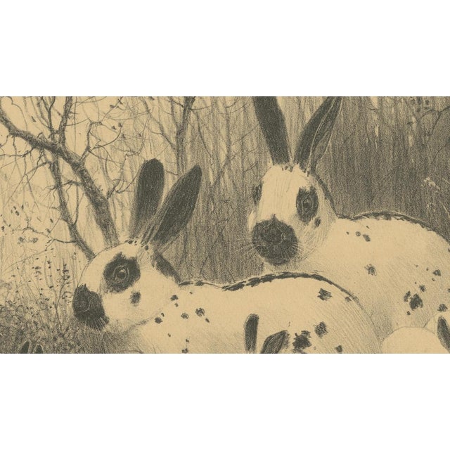 Henri Verstijnen, English Spot Rabbits Wildlife, 1925, Lithograph For Sale - Image 6 of 9