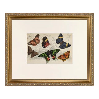 19th Century Hand Colored English Butterfly Engraving by Goldsmith For Sale