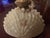 1900 Rare Northwood Argonaut Shell Custard Glass Covered Sugar Bowl Gilt Accents For Sale - Image 12 of 15