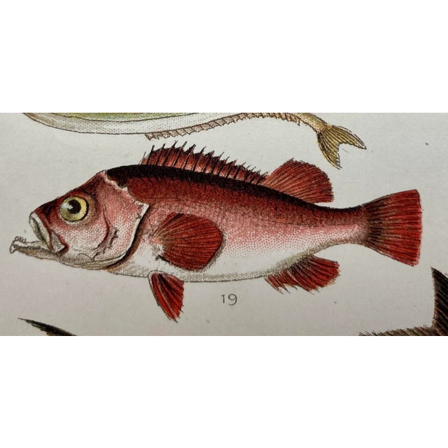1900 - 1909 Antique Fish Print From England Featuring a Pandora, Bergylt, Shadow Fish, Swordfish , Hairtail & Scabbard Fish - Circa 1902 For Sale - Image 5 of 12