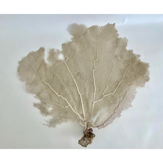Chinoiserie Natural Caribbean Sea Fan For Sale - Image 3 of 4