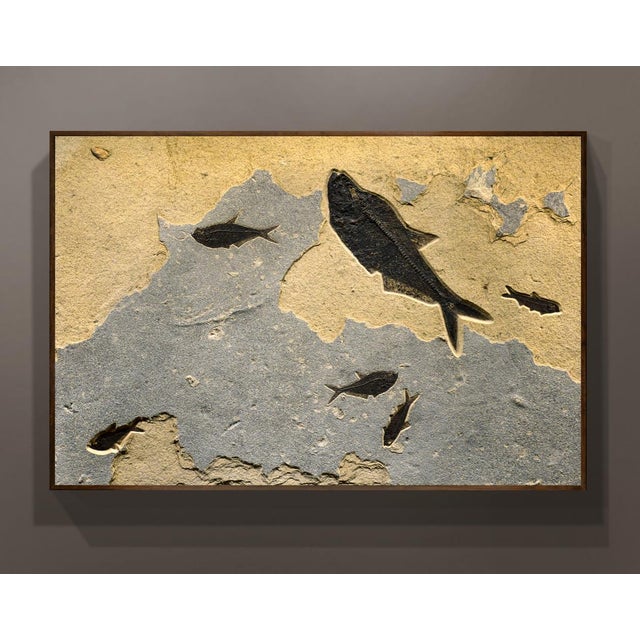 Fossil Fish Mural 8460am For Sale - Image 4 of 5