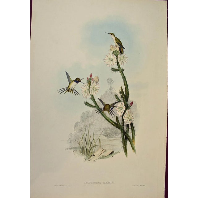 Printmaking Materials Yarrell's Wood-Star Hummingbirds: A 19th Century Hand-Colored Gould Lithograph, 1850 For Sale - Image 7 of 12