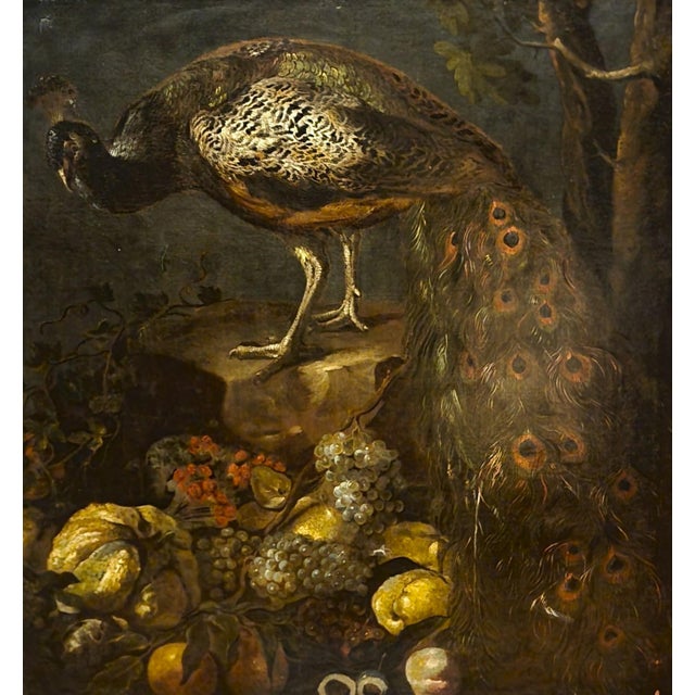 Early 18th Century Baldassarre de Caro, Still Life with Peacock, 1700, Oil on Canvas For Sale - Image 5 of 13