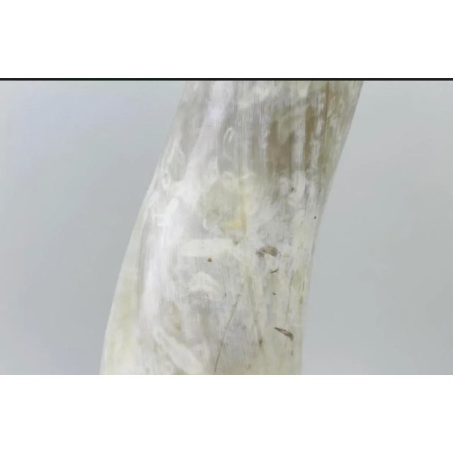 Plastic 1990s Lucite Mounted Steer Horn For Sale - Image 7 of 9