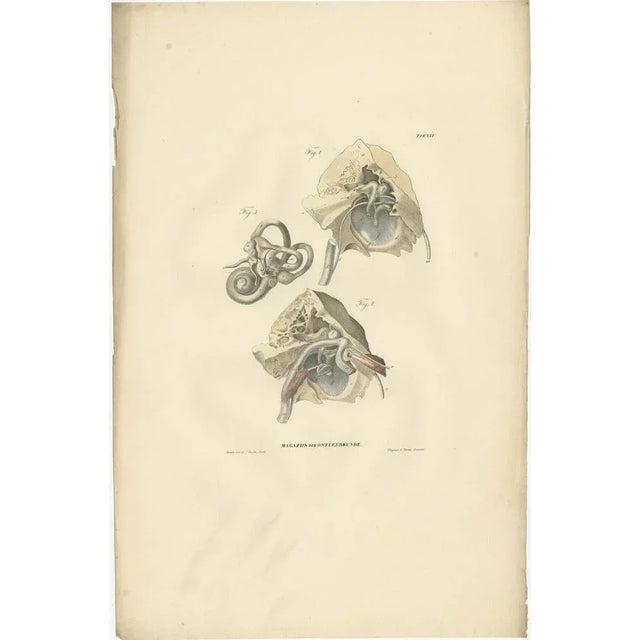 Set of 13 antique anatomy prints of ligaments and joints. These prints originate from 'Magazijn van ontleedkunde' by Dr....