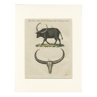 Antique Wild Buffalo and Long Horns Engraving from Bertuch, 1810 For Sale