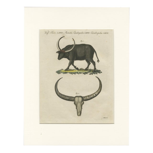 Antique Wild Buffalo and Long Horns Engraving from Bertuch, 1810 For Sale