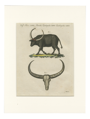 Antique Wild Buffalo and Long Horns Engraving from Bertuch, 1810