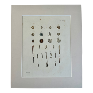 Auger Shells, 19th Century Print (Unframed)